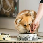 Personalised Melamine Pet Dog Bowl