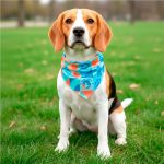 Pre-Printed Sample Hoppla Tyson Small Polyester Dog Bandana lifestyleImagesWithLogos