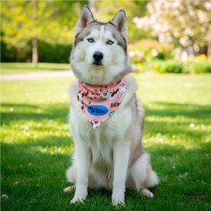 Pre-Production Sample Hoppla Bosco Large Polyester Dog Bandana lifestyleImagesWithLogos